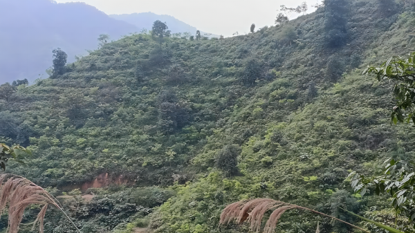 肇慶市國資委國家儲備林綠美廣東生態(tài)建設(shè)試驗示范基地1.png